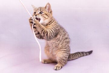 Obraz premium A tabby kitten is playing with a long pink string. Lilac pastel background, close-up