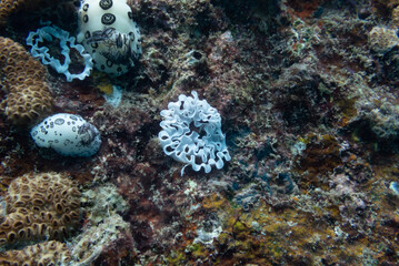 Closeup of a mourning dorid (Jorunna funebris) nudibranch  eggs on rocks