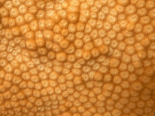 Hard compact coral texture, coral reef closeup, orange abstract honeycomb coral pattern, Diploastrea coral