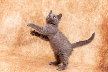 Funny little kitten is standing on its hind legs at the moment of the game. Light background...