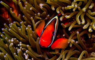 Fototapeta fish in anemone obraz