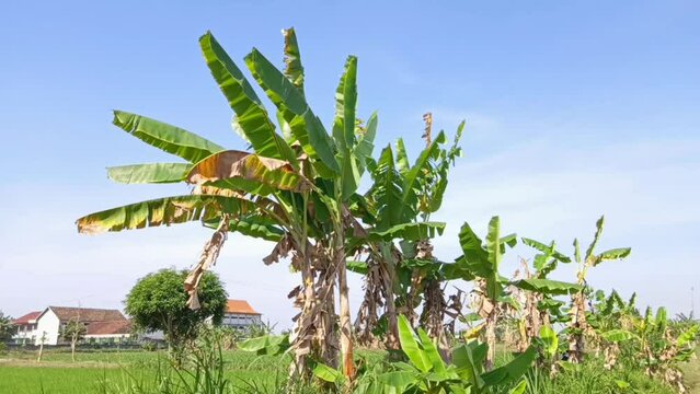 Footage of banana tree leaves moving gently because of the wind in the morning with a blue sky. Footage banana tree shot for nature background HD 4K