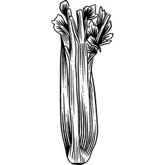 Hand drawn Celery Stalk