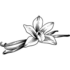 Hand drawn Vanilla