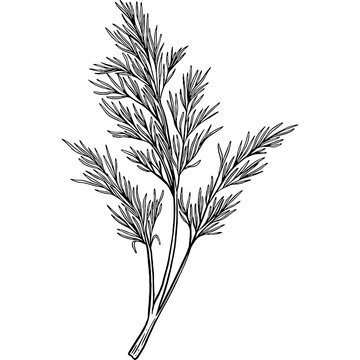 dill plant black and white drawing clip art preview
