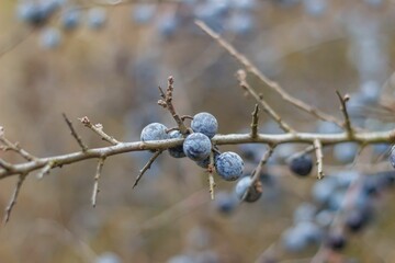 Closeup of blackthorn berries on a branch on late fall. Selective focus.