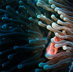 Fototapeta fish in anemone obraz