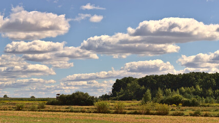 Summer landscape with a meadow, trees, sky and clouds.