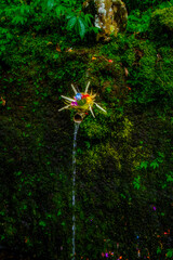 Balinese offering in holy spring