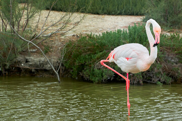Flamingos in Camargue region, France