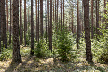 Obraz premium Pine tree forest landscape. Forest therapy and stress relief.