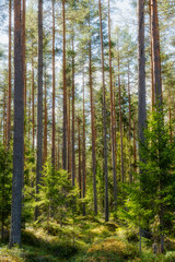 Pine tree forest landscape. Forest therapy and stress relief.