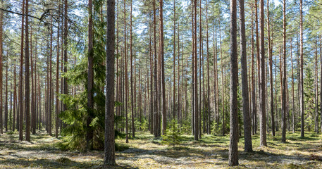 Obraz premium Pine tree forest landscape. Forest therapy and stress relief.
