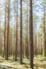 Pine tree forest landscape. Forest therapy and stress relief.