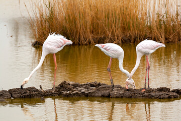 Flamingos in Camargue region, France