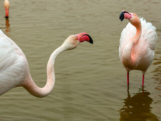 Flamingos in Camargue region, France