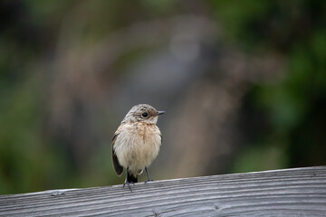 Fledging baby bird sitting on a fence with blurred background