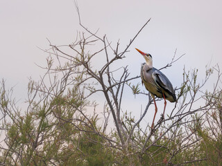 Heron in Camargue region, France
