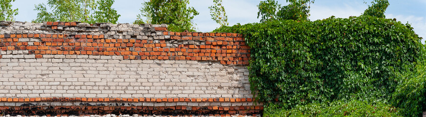 Partially demolished red and white brick fence entwined with ivy or wild grapes