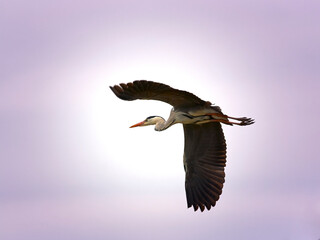 Heron in Camargue region, France