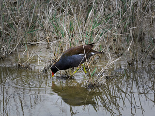Common Gallinule in Camargue region, France