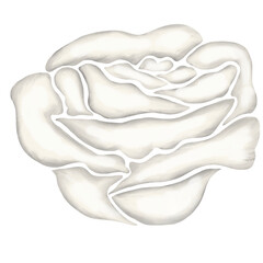 white rose flower illustration