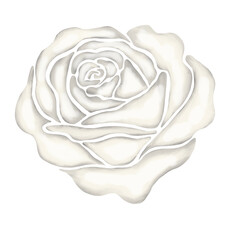 white rose flower illustration