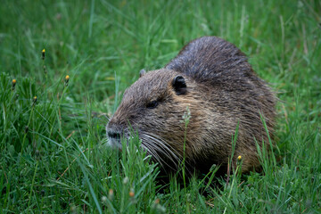 Coypu in Camargue region, France