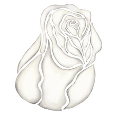 white rose flower illustration