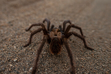 Tarántula en desierto de Baja California Sur