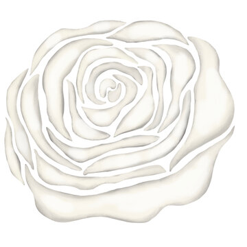 white rose flower illustration