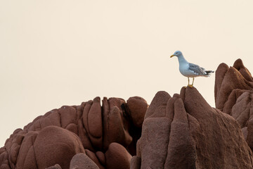 A yellow legged gull (Larus michahellis) on the rock, at sea, in the sunrise. In Sardinia, Sardegna, Italy. A beautiful moment of a seagull at sunrise on a rock. In summer.