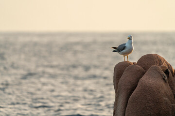 A yellow legged gull (Larus michahellis) on the rock, at sea, in the sunrise. In Sardinia, Sardegna, Italy. A beautiful moment of a seagull at sunrise on a rock. In summer.