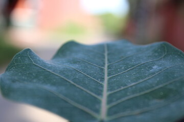 A Leaf