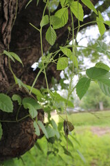 Tree in a park