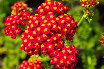 A red yarrow with a yellow center on a green background in the sun Macro.2022 © Ieva Ab