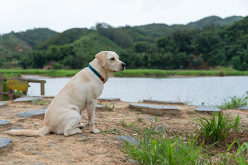 Labrador puppy alone by the lake