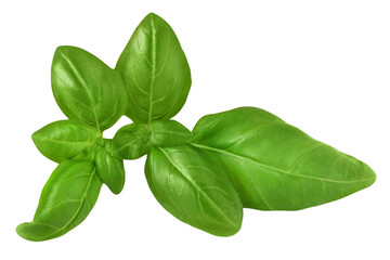 Fresh Basil leaves on transparent background closeup     Basilikum