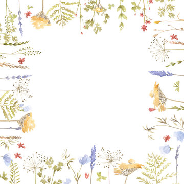 Beautiful colorful blooming wild flowers isolated on a white background. Flower frame with a text space.