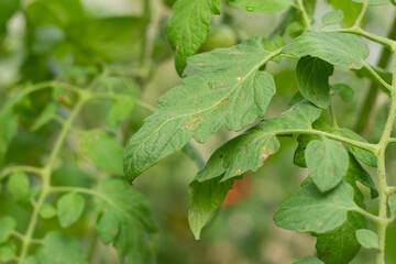 Tomato leaf spot disease infected on green leaf.