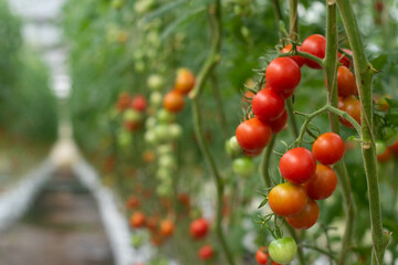 Red tomato fruits on plants. Tomato farming in greenhouse.