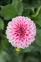 Dahlia blossom in light and dark pink color shades. Plan view.