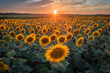 Balatonfuzfo, Hungary - Beautiful sunset over a sunflower field at summertime with colorful clouds...