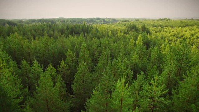 Morning pine forest during summer. Aerial view of lush woodland. 