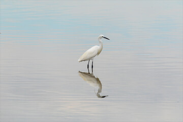Egretta garzetta, garzetta, uccello bianco con becco e zampe nere in mezzo all'acqua, sulla laguna...