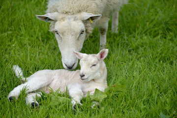 Naklejka na ściany i meble Lambs in Wharfedale near Buckden