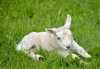 Obraz premium Lambs in Wharfedale near Buckden