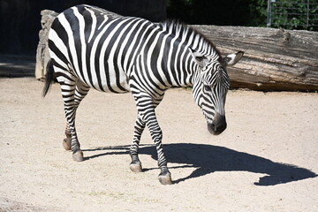 Fototapeta na wymiar A Zebra walking