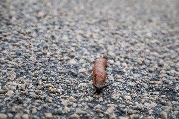 Spanish Slug (Arion lusitanicus - Arion vulgaris)