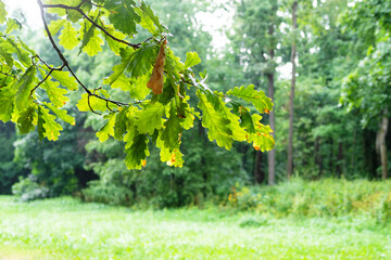 wet green oak leaves and green trees on background on rainy summer day (focus on leaves on foreground)